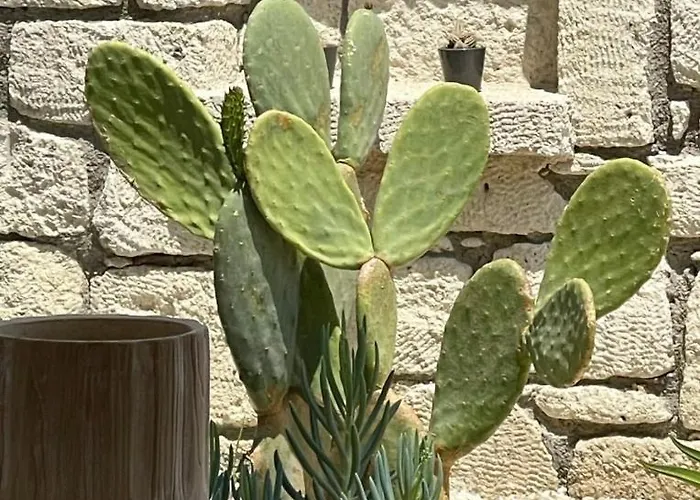 Voger Silence アラカティ